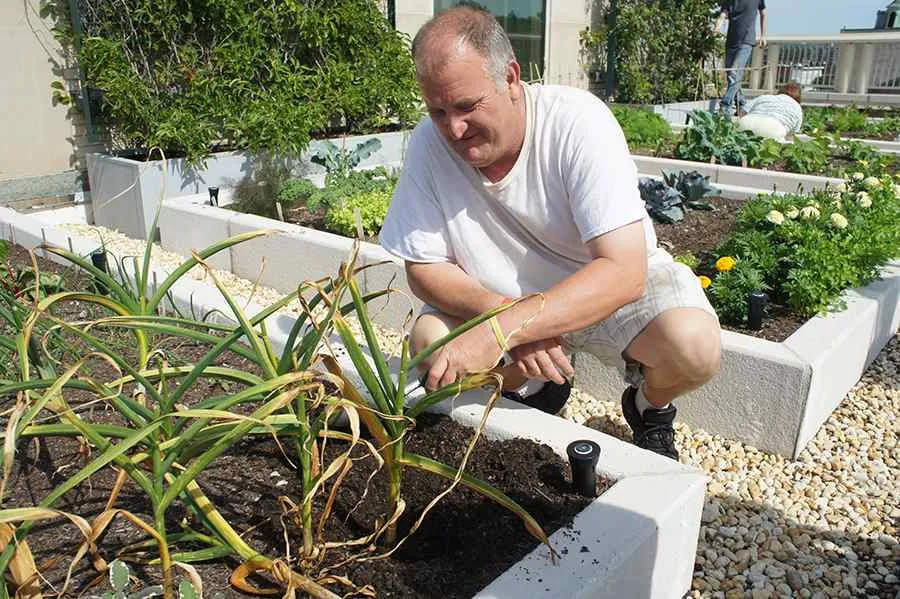 Male client tending to plants in raised gardens